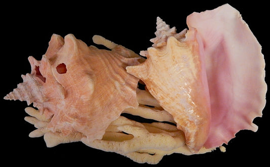 Pink Conch Shell